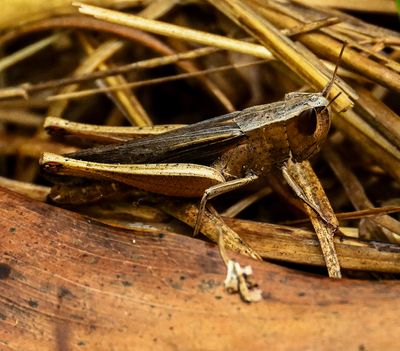 robot grasshopper -Amblytropidia mysteca-