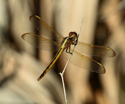Ruby Meadowhawk