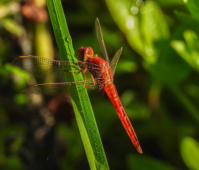 Rosate Skimmer -male- Orthemis ferruginea