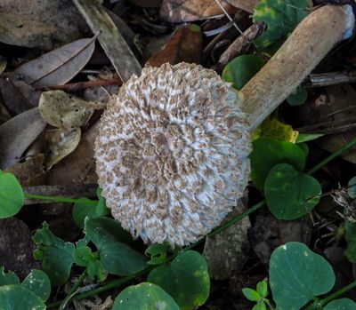 Boltellus ananas  Pineapple Bolete