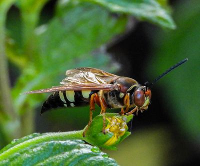 Cicada Killer wasp -Sphecius-