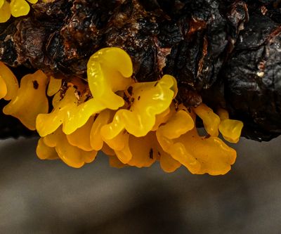 Dacryopinax spathulari  -rotting wood fungus-