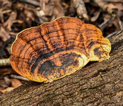 Daedaleopsis confragosa  -Blushing Bracket fungus-