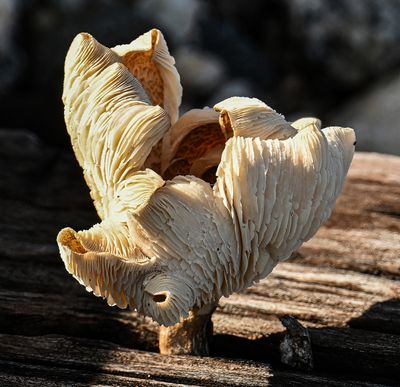 just fungi