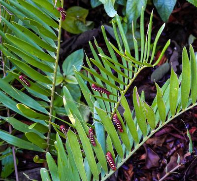 Atala caterpillar's