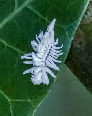Larva laternal -Scymnus- (Ladybug)