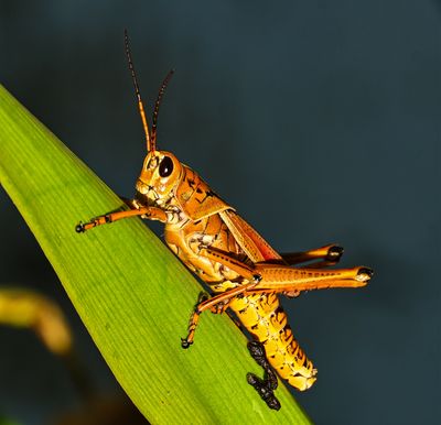 young Eastern Lubber gresshopper with frass