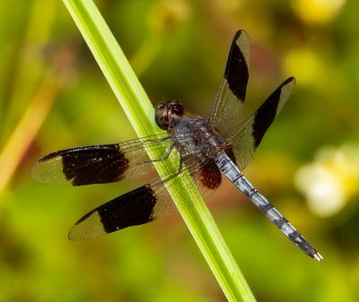 Band-wing Dragonlet -Erythrodiplax umbrata- male