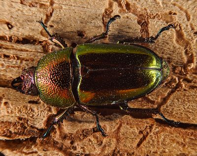 Christmas Beetle  -Anoplognathus-