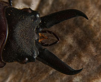 Stag Beetle  -head and jaws-