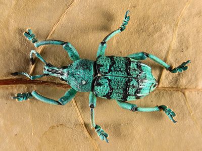 Blue Weevil  -Eupholus crevrolati-