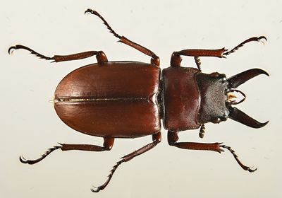 Stag Beetle -Lucanus capreolus- 1