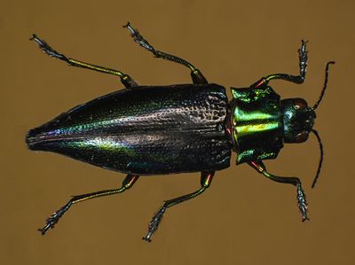 Rainbow Jewel Beetle -Cyphogastra calepyga-