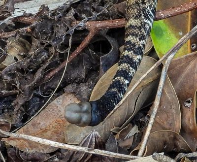 (Diamondback) tail