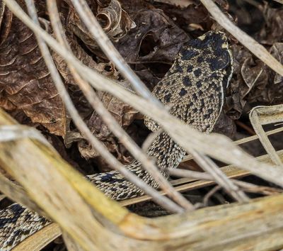 (Diamondback) head