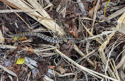 juvenile (Eastern Diamondback Rattlesnake)