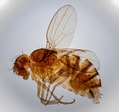 Drosophilla  _Female_  Fruit Fly