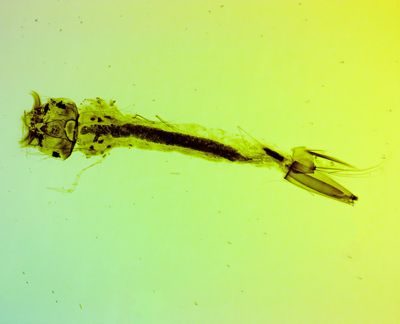 Mosquito  -larva-