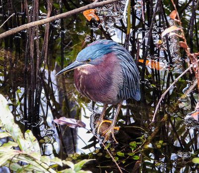 Little Blue Heron -in a Florida swamp-