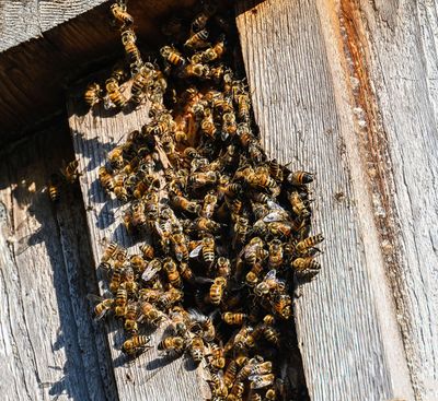 ..wild Bee hive..