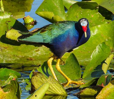 Purple Gallinule