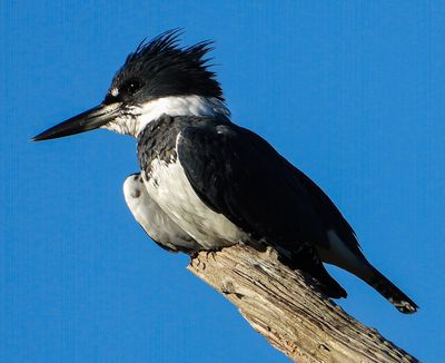 Kingfisher
