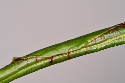 ..stitched leaf..