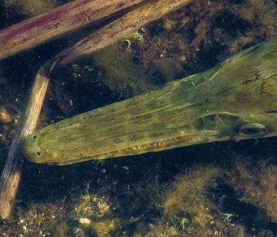 Florida Spotted Gar Fish