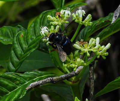 Southern Carpenter Bee -Xylocopa micans-
