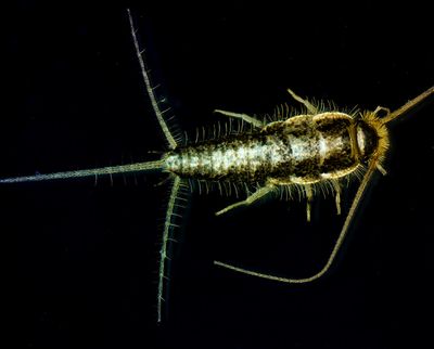 Silverfish -Lepisma saccharina-