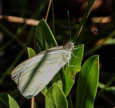 Great Southern White -Ascia monuste-