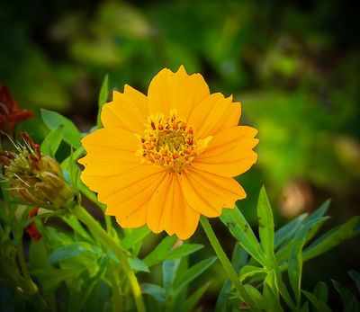 Sulphur Cosmos flower