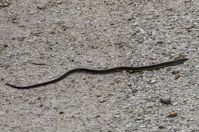 Glass Lizard -full length-