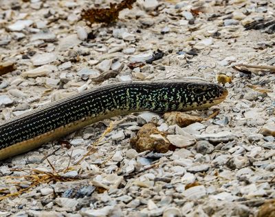 reptiles and fish