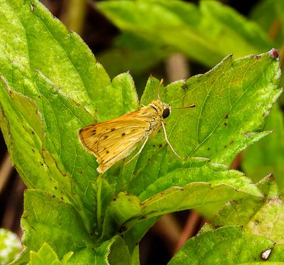 Fiery Skipper -Hylephila phyleus-