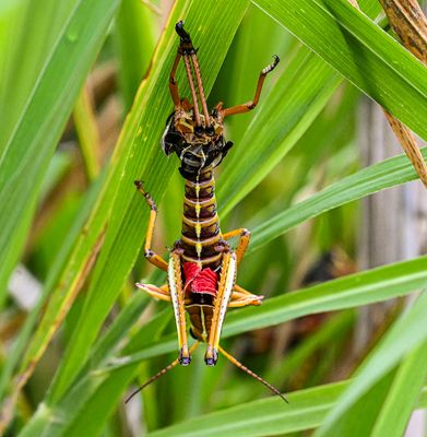 insects