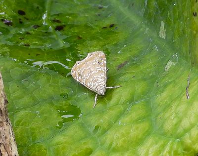 Cabbage Budworm moth -Hellula phidilealis-