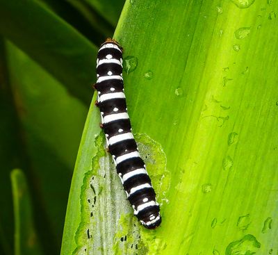 Caterpillars