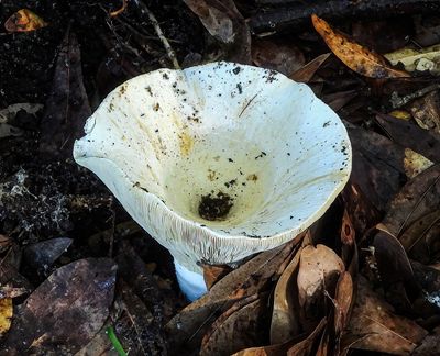 just fungi