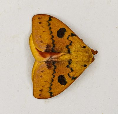Florida butterflies and Moths