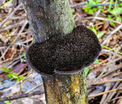 black tree fungus