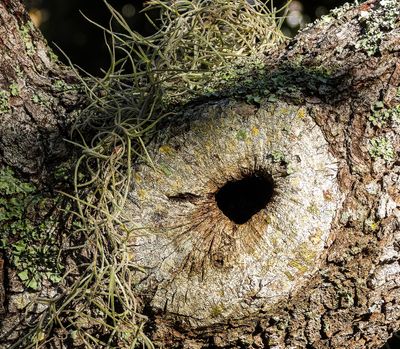 ..limb hole..
