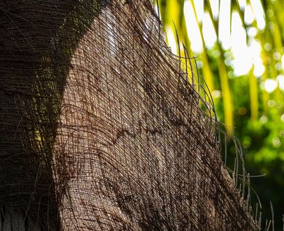 backlit palm frond