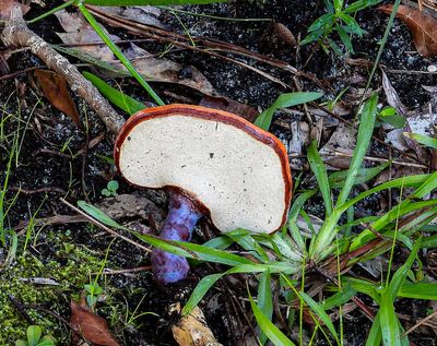 just fungi
