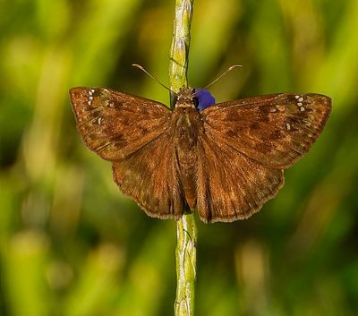 Florida butterflies and Moths