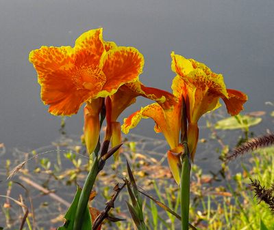 Florida Wild Flowers
