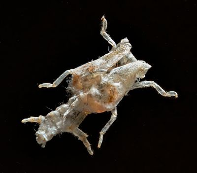 PlantHopper exoskeleton -Ormenaria rufifascia-