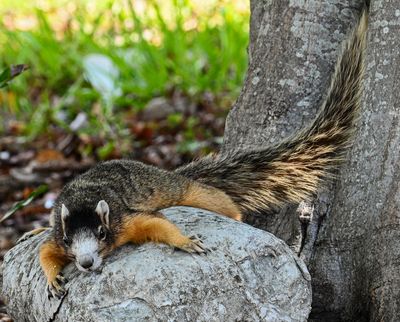 wildlife