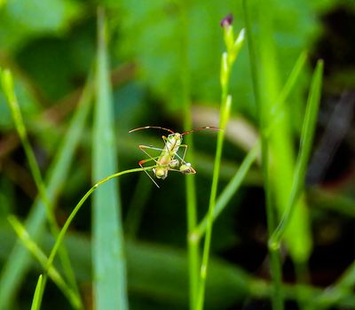 Rice Ear Bug -Laptocorisa oratoria-