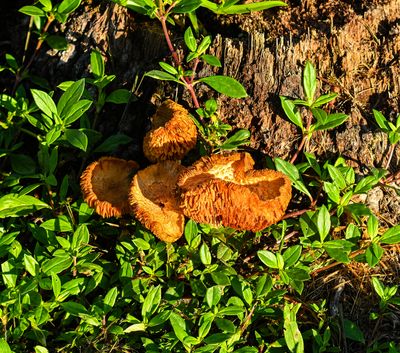 Cinnabar Polypore  fungus